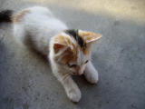 猫小姐