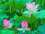 莲