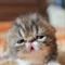 yyu