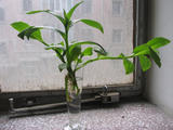 白花紫露草1