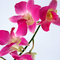 1440flower_2008