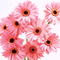 1440flower_2002