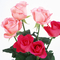 1440flower_2019