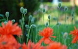 01404_garden_1920x1200