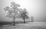 01465_frozentree_1920x1200