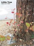 Little Tree-00