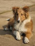 牧羊犬