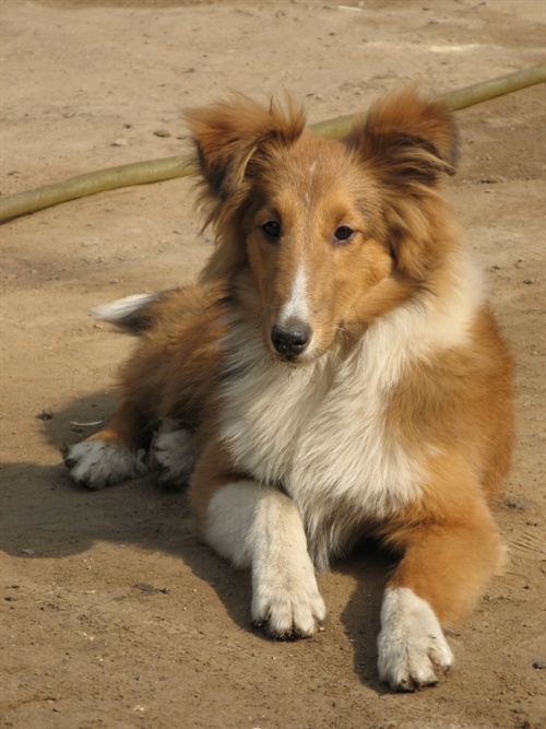 牧羊犬
