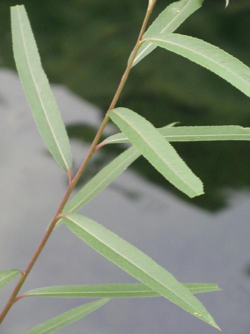天津蓟县梨木台3