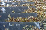 秋日石阶