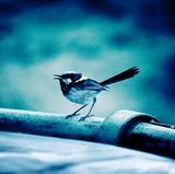 Tweet, Tweet, Twitter