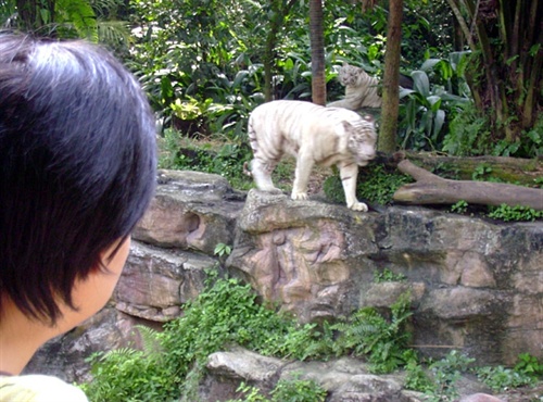 白老虎