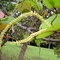 labulado3