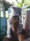 koala23