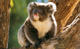 koala22