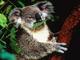 koala19