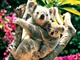 koala21