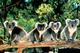 koala20