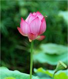 荷花2