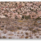 red rock 099
