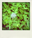 DSC00127-pola