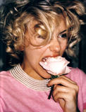 pink rose