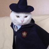 哈利波猫