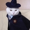 哈利波猫