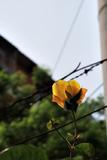 小黄花