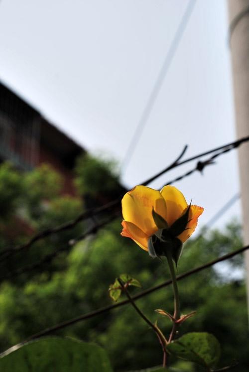小黄花