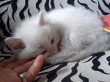 一只待领养的小猫