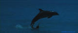 the big blue 剧照 4