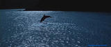 the big blue 剧照2