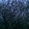 Image(012)