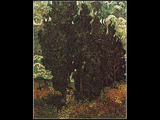cypress