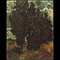 cypress