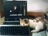猫 (10)