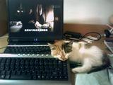 猫 (8)