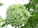 DSCF0718