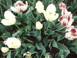 DSCF0722