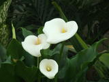 DSCF0721