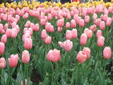 DSCF0725