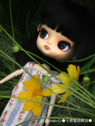 �޵�alice 733243