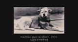 [忠犬八公的故事].Hachiko.A.Dogs.Story.DVDRip.Xv