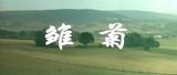 雏菊 (8)