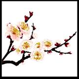 meihua