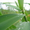 空山新雨后,天气晚来秋