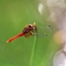 蜻蜓