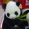 可爱的熊猫2