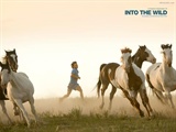 into the wild